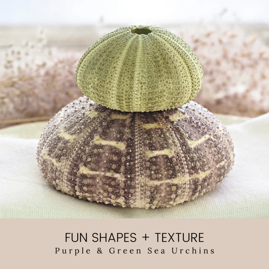 shop sea urchins and other seashells in fun shapes and textures